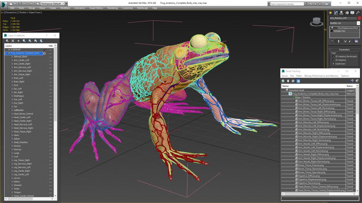 3D Frog Anatomy Complete Body