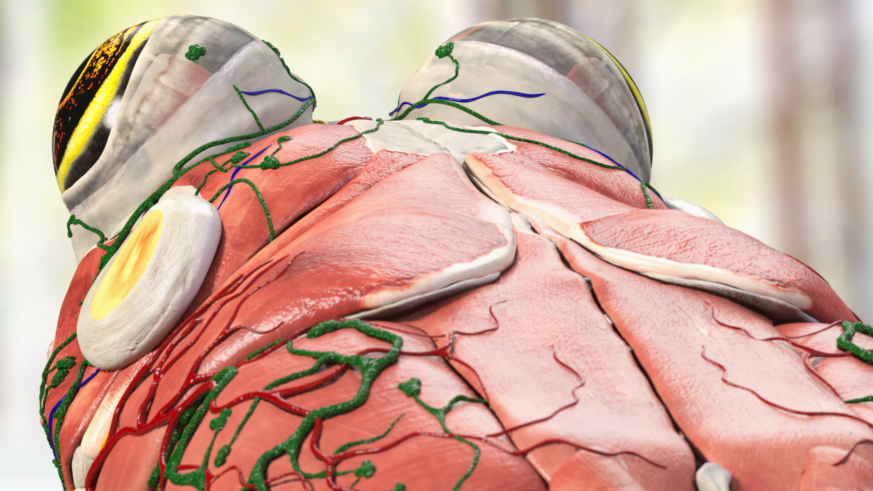 3D Frog Anatomy Complete Body