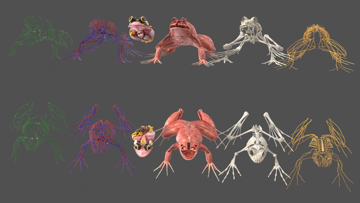 3D Frog Anatomy Complete Body