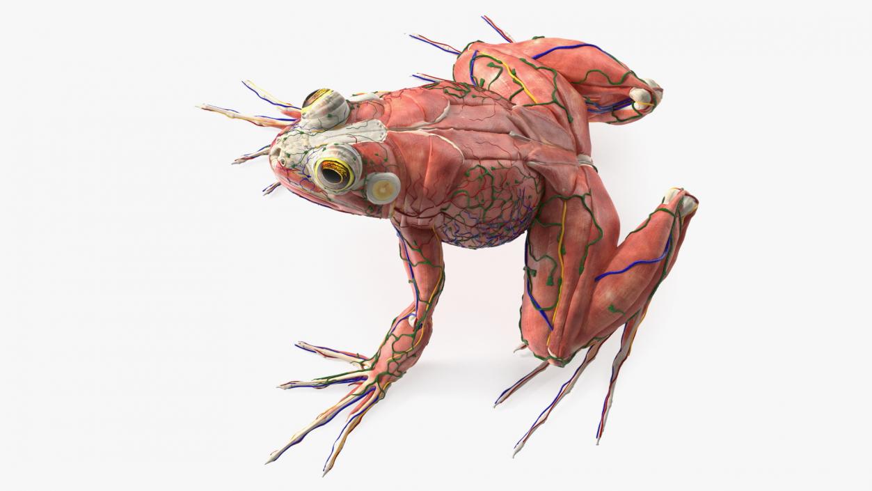 3D Frog Anatomy Complete Body