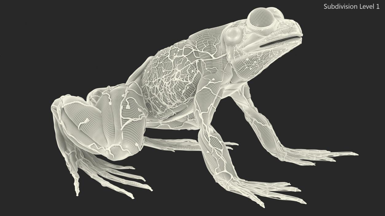 3D Frog Anatomy Complete Body