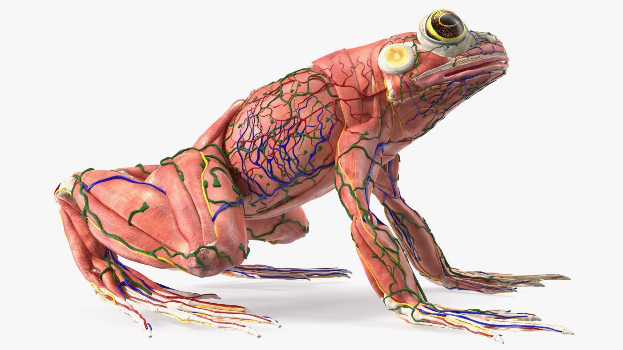 3D Frog Anatomy Complete Body