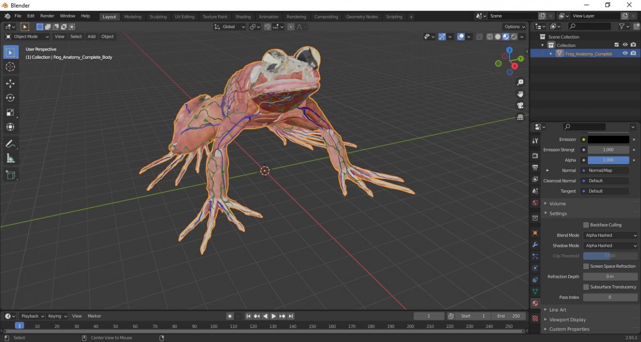 3D Frog Anatomy Complete Body