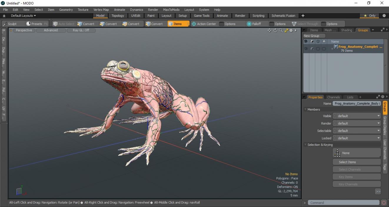 3D Frog Anatomy Complete Body