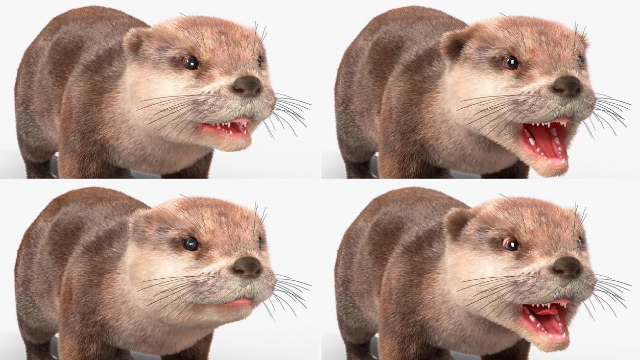 Aquatic Otter Rigged Fur 3D model