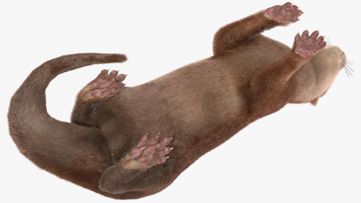 Aquatic Otter Rigged Fur 3D model