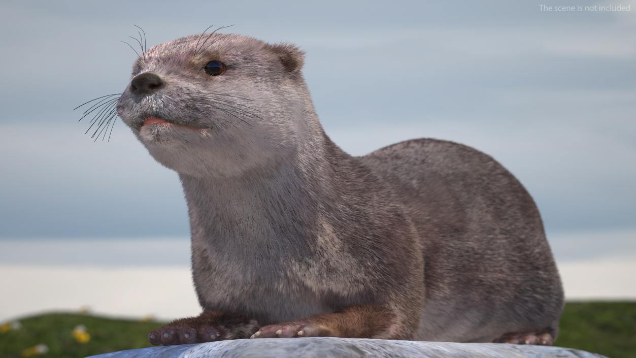 Aquatic Otter Rigged Fur 3D model