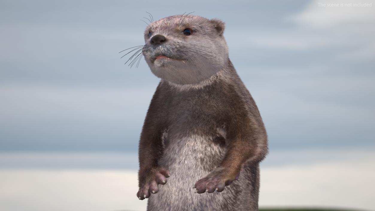 Aquatic Otter Rigged Fur 3D model