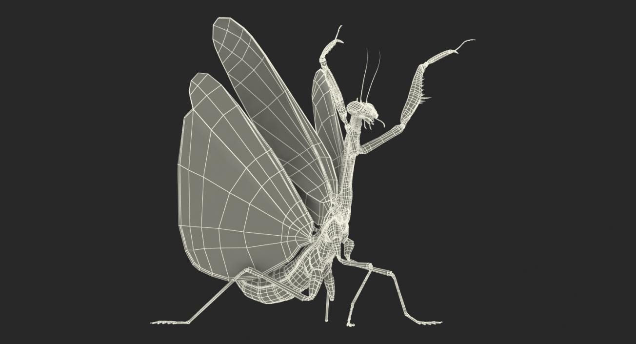 Praying Mantis 3D model