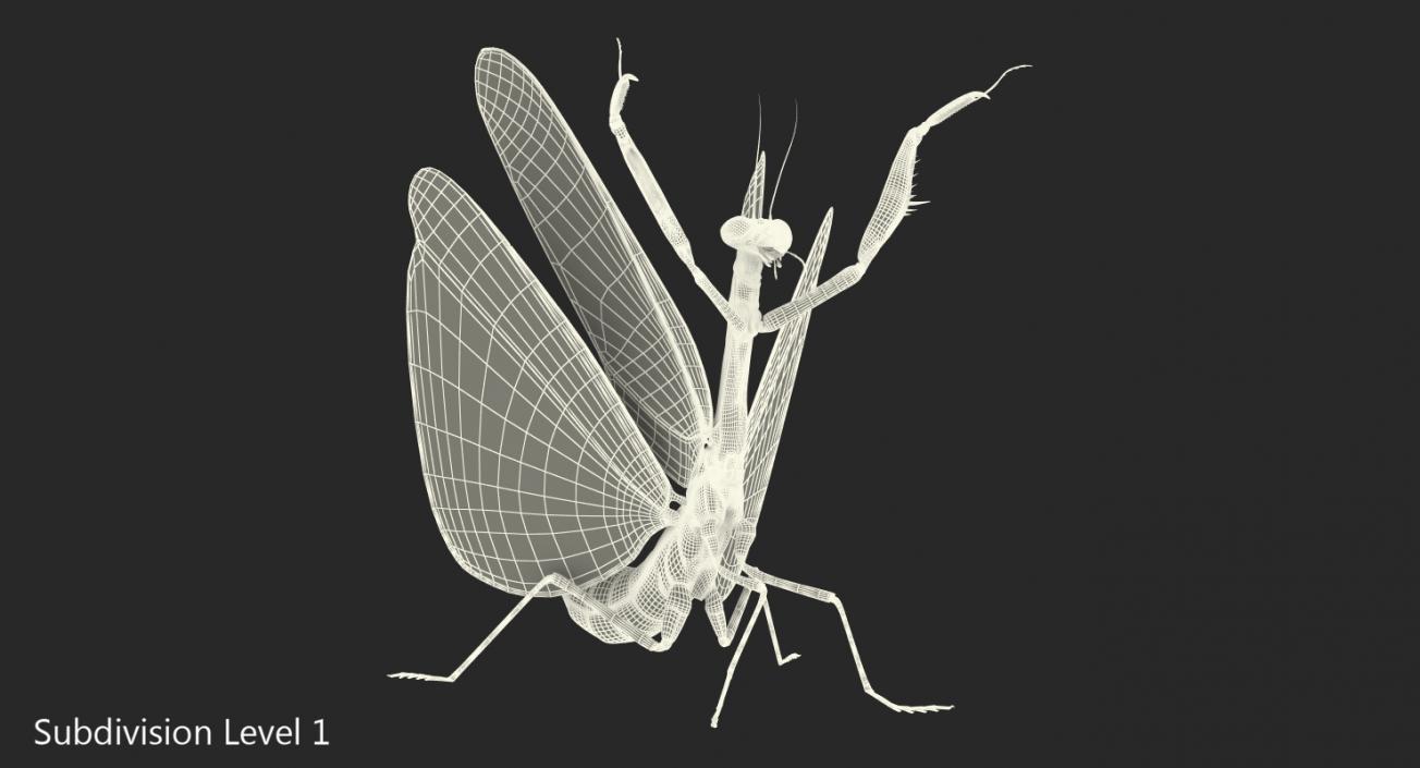 Praying Mantis 3D model