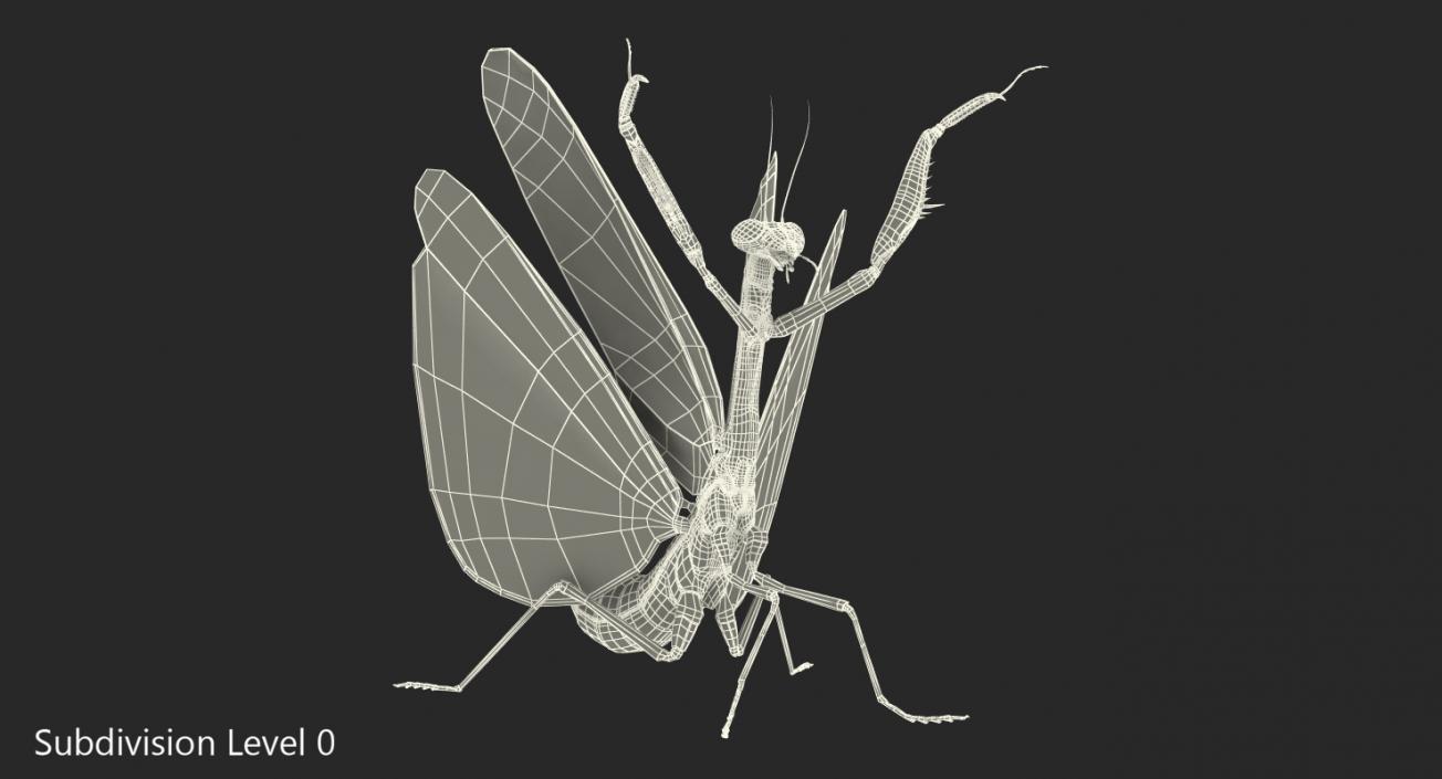 Praying Mantis 3D model