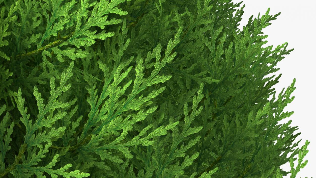 3D model Decorative Shrubs Collection 5