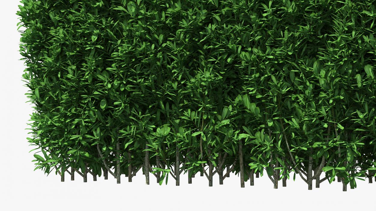 3D model Decorative Shrubs Collection 5