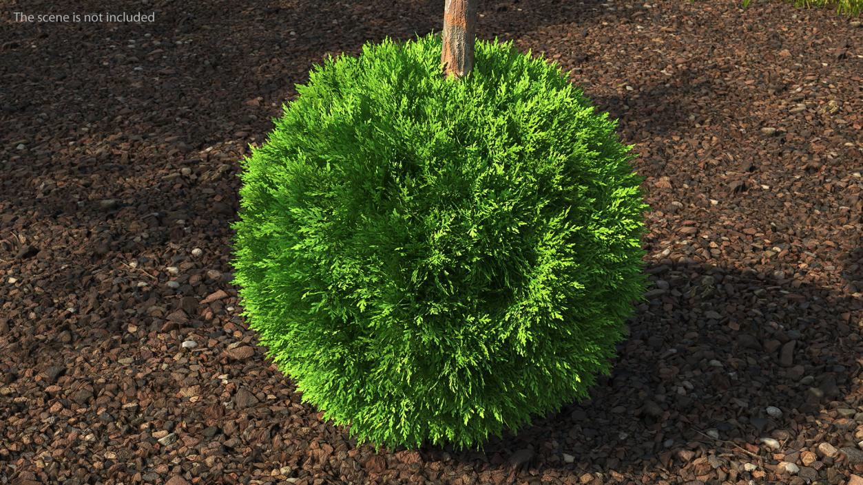 3D model Decorative Shrubs Collection 5