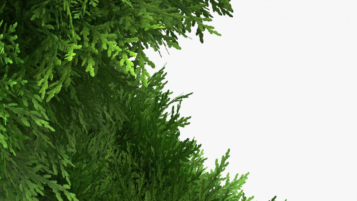 3D model Decorative Shrubs Collection 5