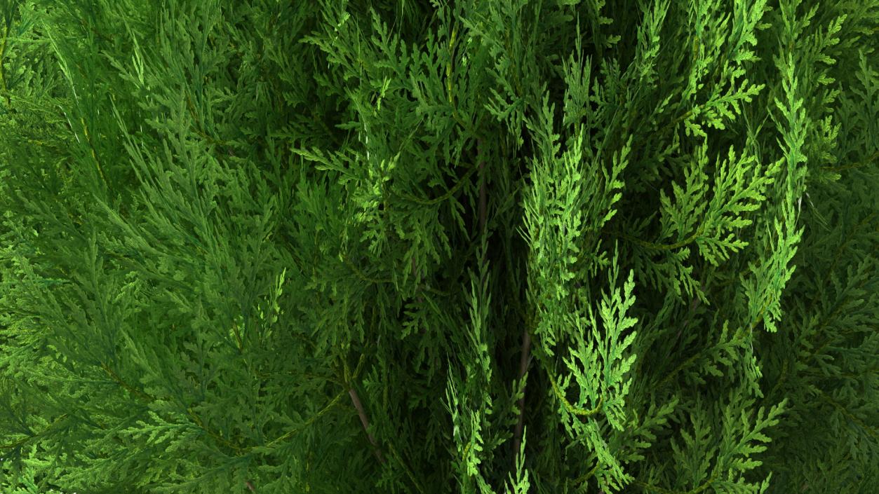 3D model Decorative Shrubs Collection 5