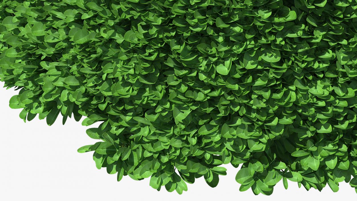 3D model Decorative Shrubs Collection 5