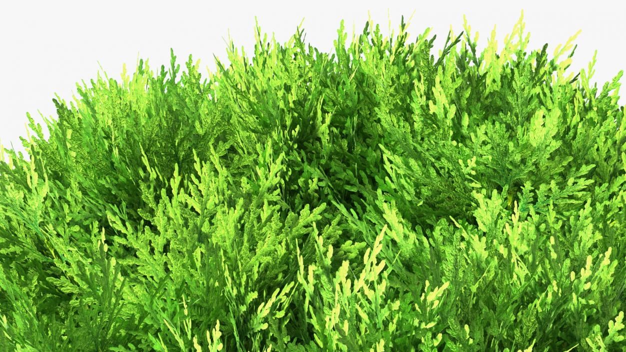 3D model Decorative Shrubs Collection 5