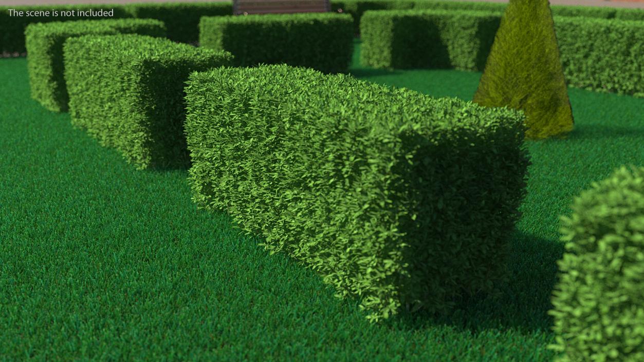 3D model Decorative Shrubs Collection 5