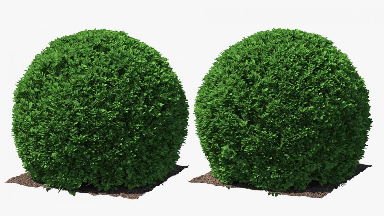 3D model Decorative Shrubs Collection 5