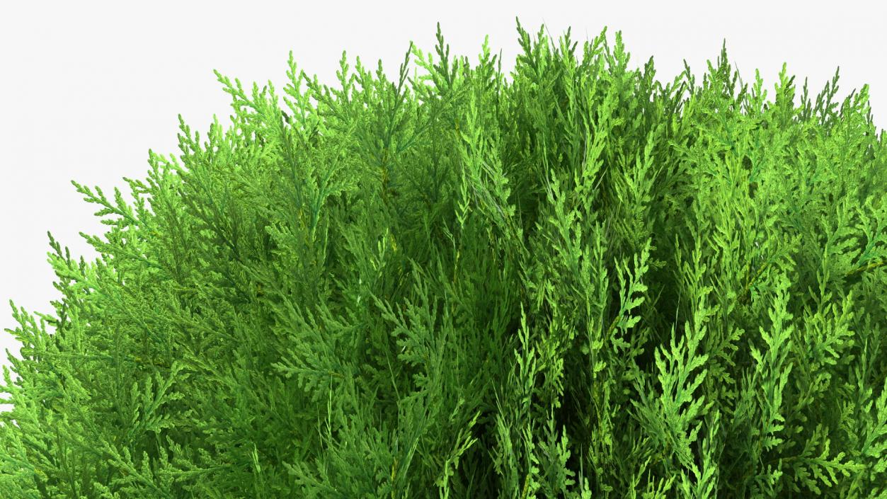 3D model Decorative Shrubs Collection 5