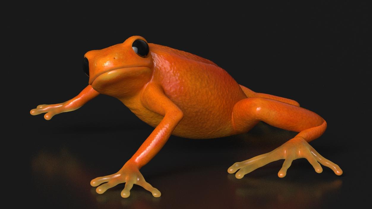 Realistic Tropical Mantella Frog Rigged 3D model