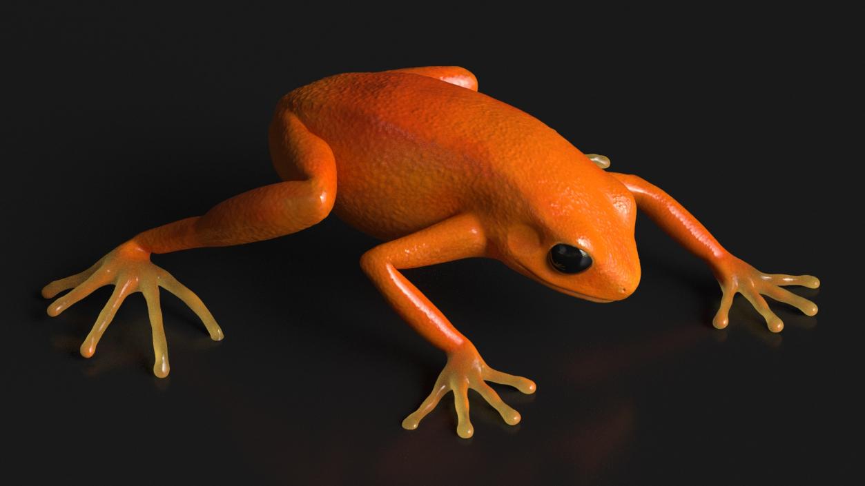 Realistic Tropical Mantella Frog Rigged 3D model