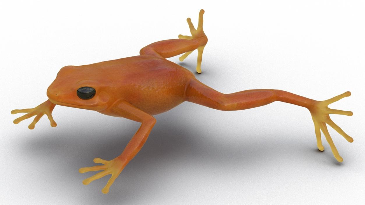 Realistic Tropical Mantella Frog Rigged 3D model