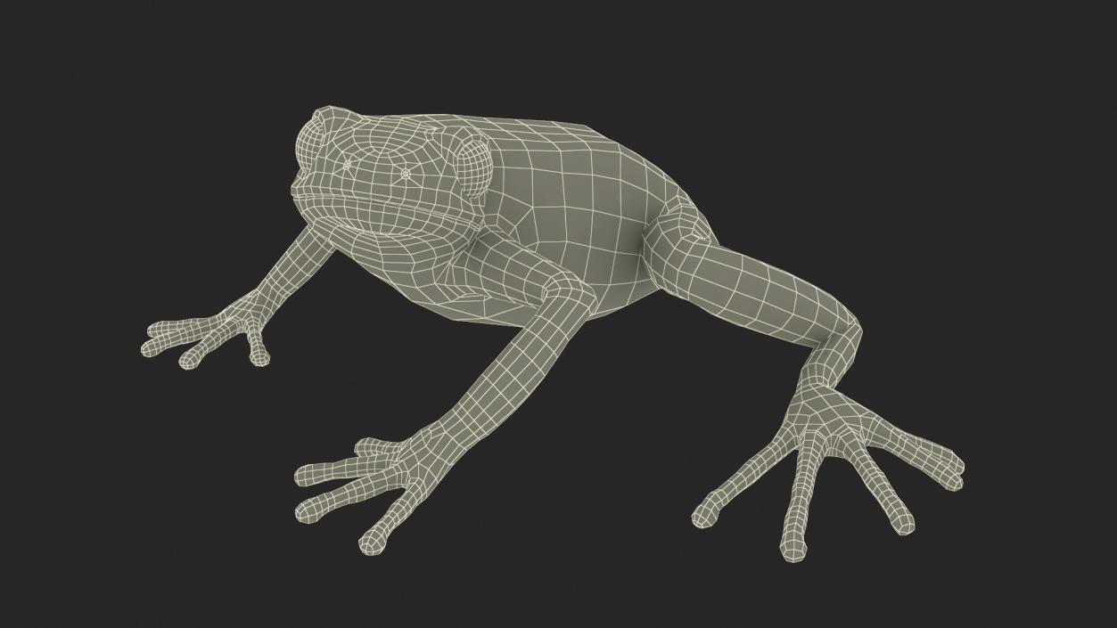 Realistic Tropical Mantella Frog Rigged 3D model