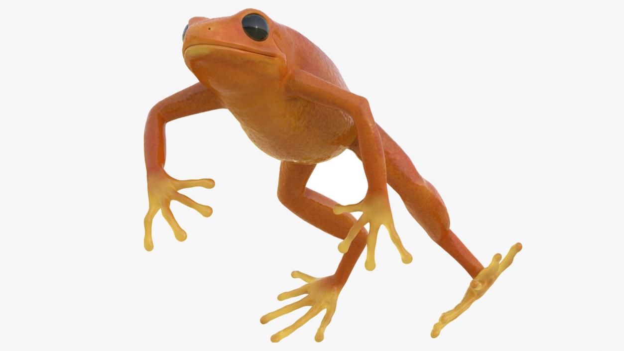 Realistic Tropical Mantella Frog Rigged 3D model