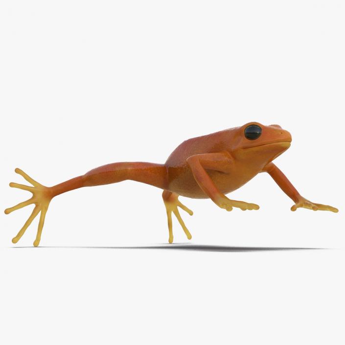 Realistic Tropical Mantella Frog Rigged 3D model