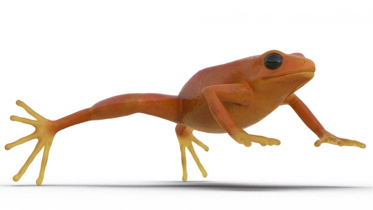 Realistic Tropical Mantella Frog Rigged 3D model