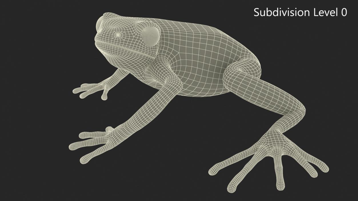 Realistic Tropical Mantella Frog Rigged 3D model