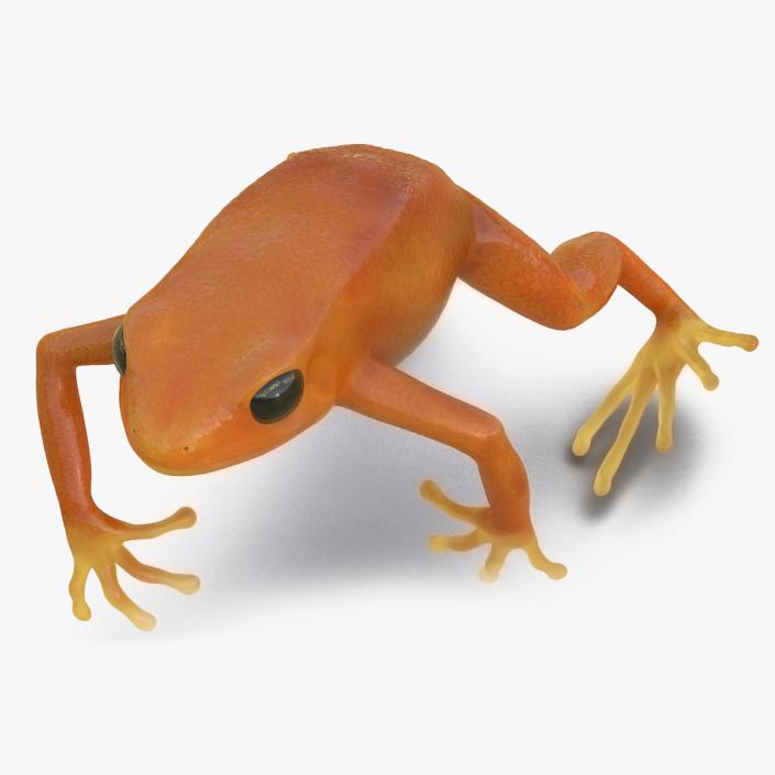 Realistic Tropical Mantella Frog Rigged 3D model