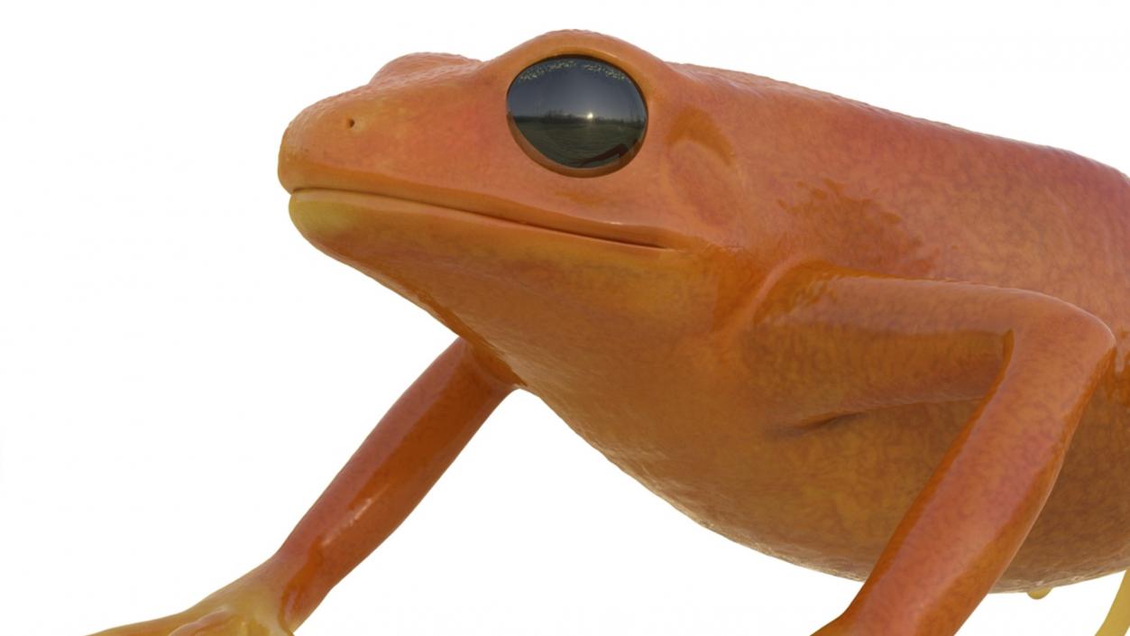 Realistic Tropical Mantella Frog Rigged 3D model