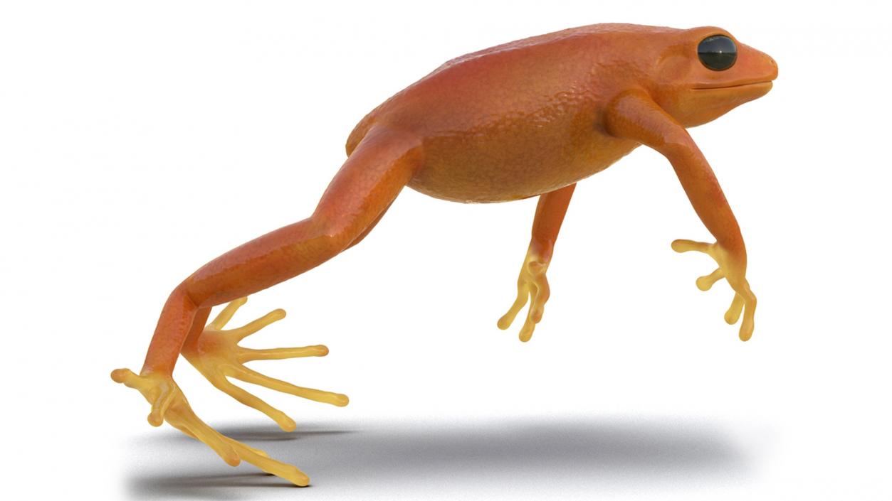 Realistic Tropical Mantella Frog Rigged 3D model