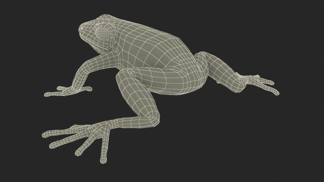 Realistic Tropical Mantella Frog Rigged 3D model