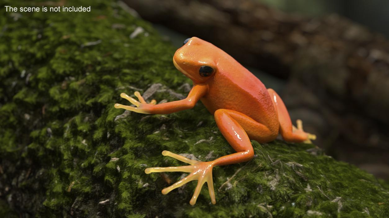 Realistic Tropical Mantella Frog Rigged 3D model