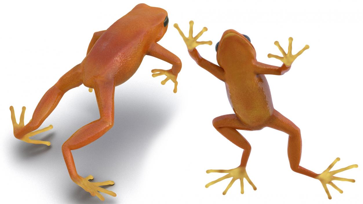 Realistic Tropical Mantella Frog Rigged 3D model