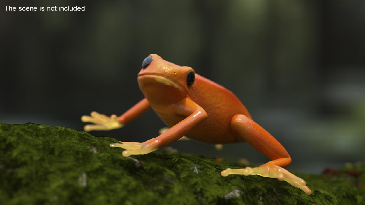 Realistic Tropical Mantella Frog Rigged 3D model