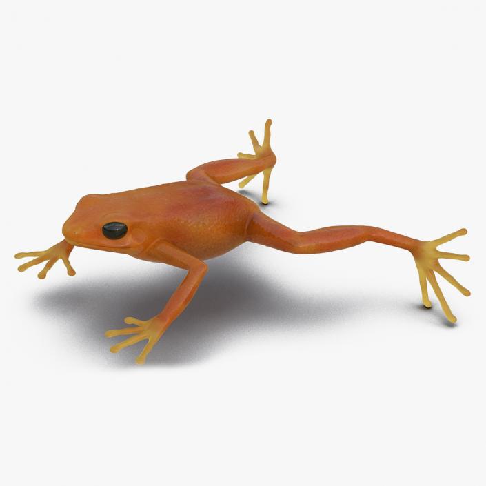 Realistic Tropical Mantella Frog Rigged 3D model