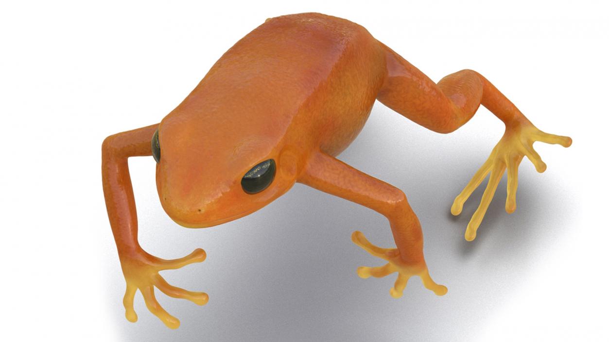 Realistic Tropical Mantella Frog Rigged 3D model