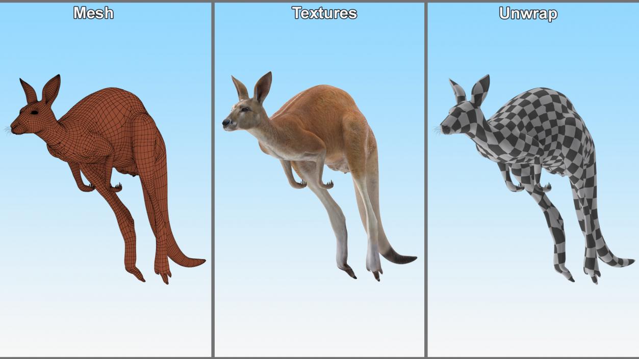 3D model Kangaroo in Motion 2