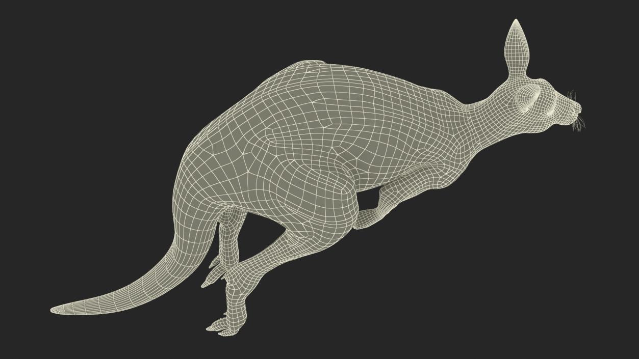 3D model Kangaroo in Motion 2