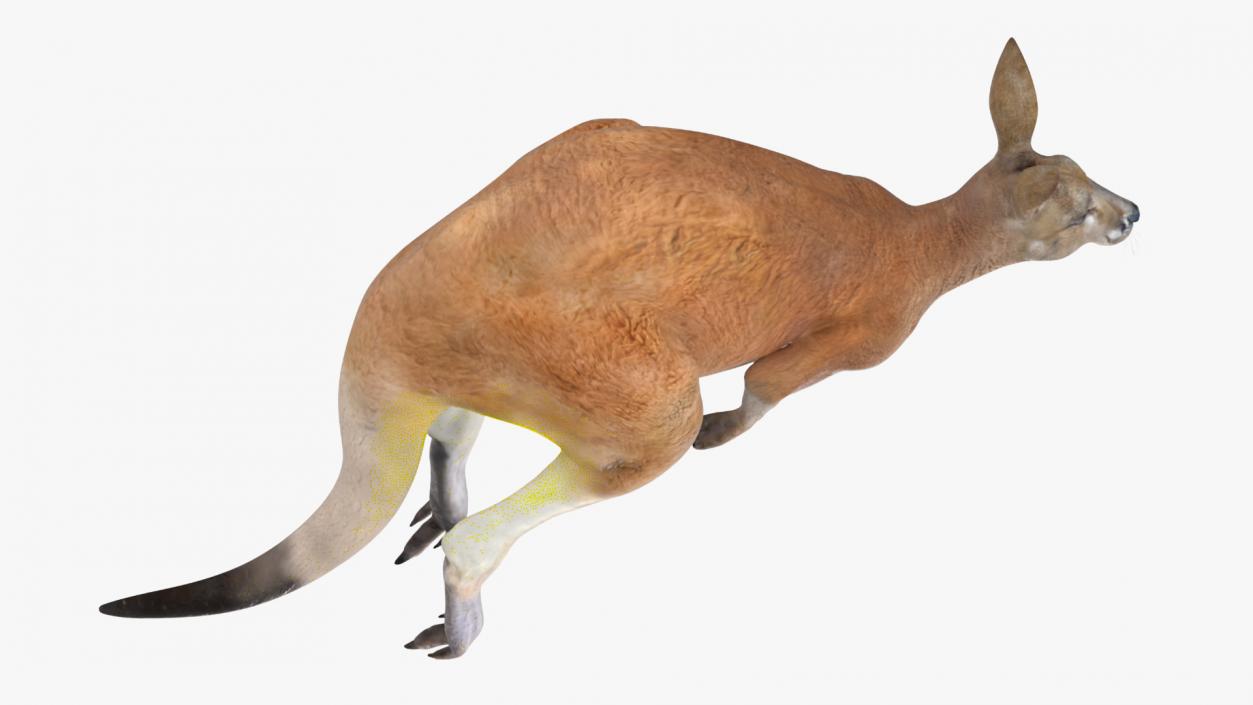 3D model Kangaroo in Motion 2