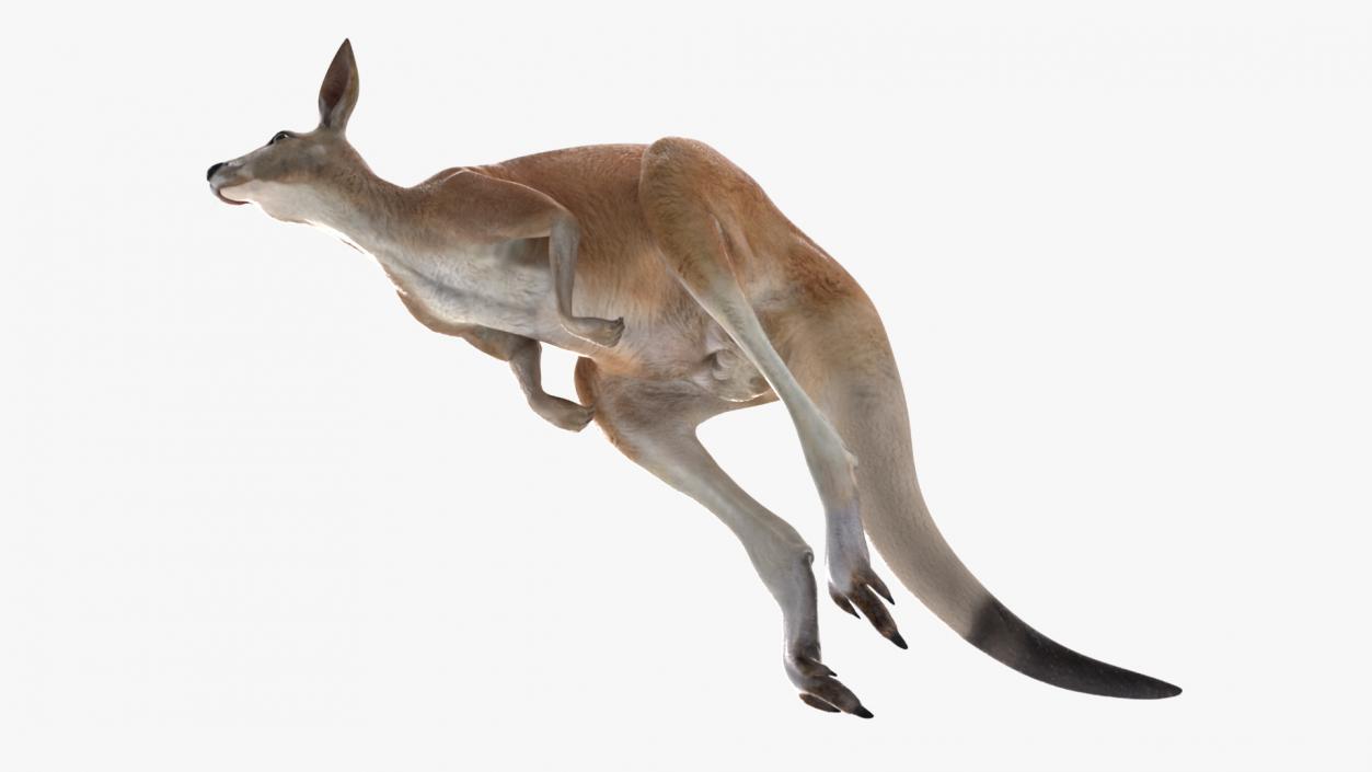 3D model Kangaroo in Motion 2