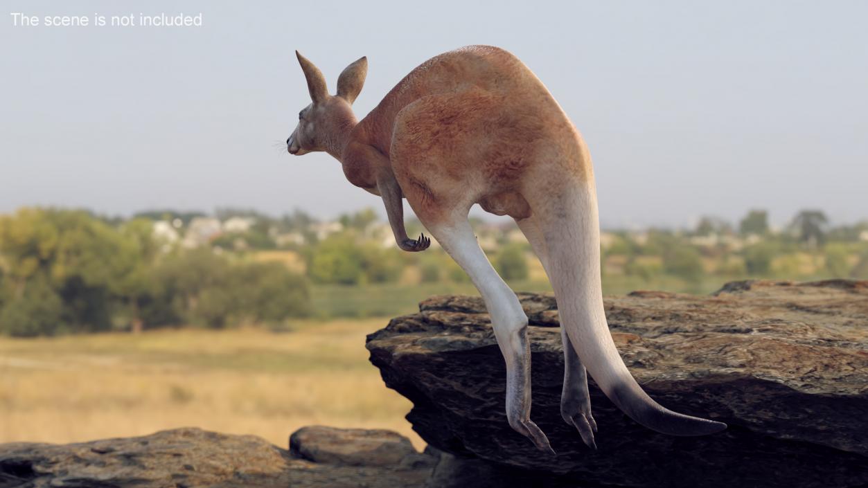 3D model Kangaroo in Motion 2