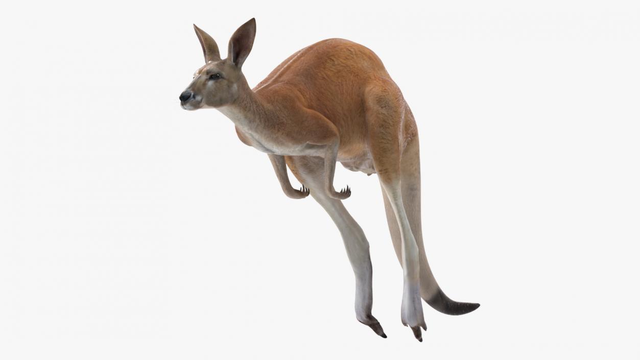 3D model Kangaroo in Motion 2