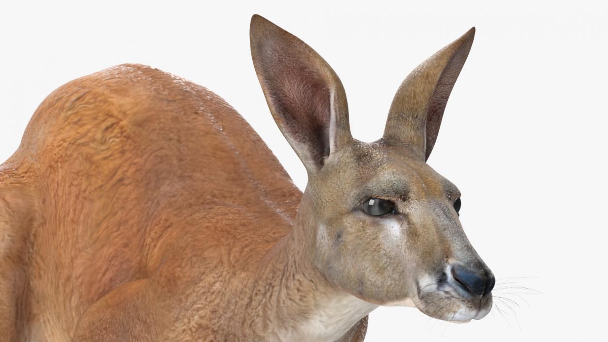 3D model Kangaroo in Motion 2