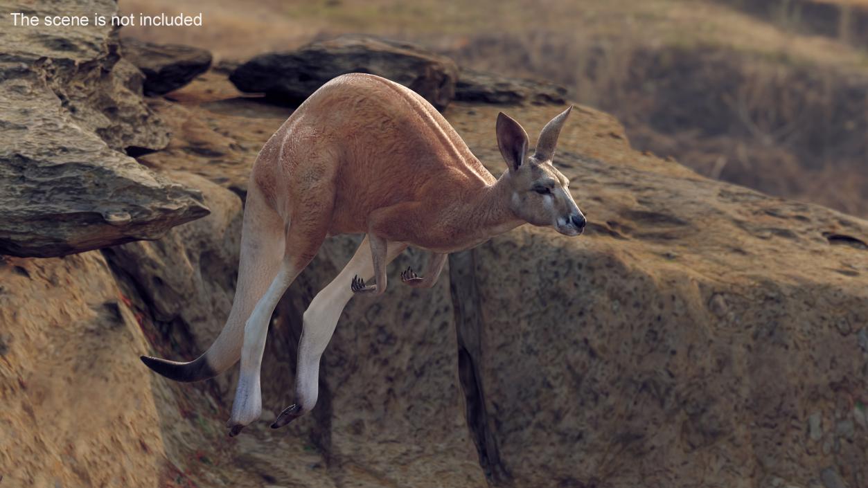 3D model Kangaroo in Motion 2